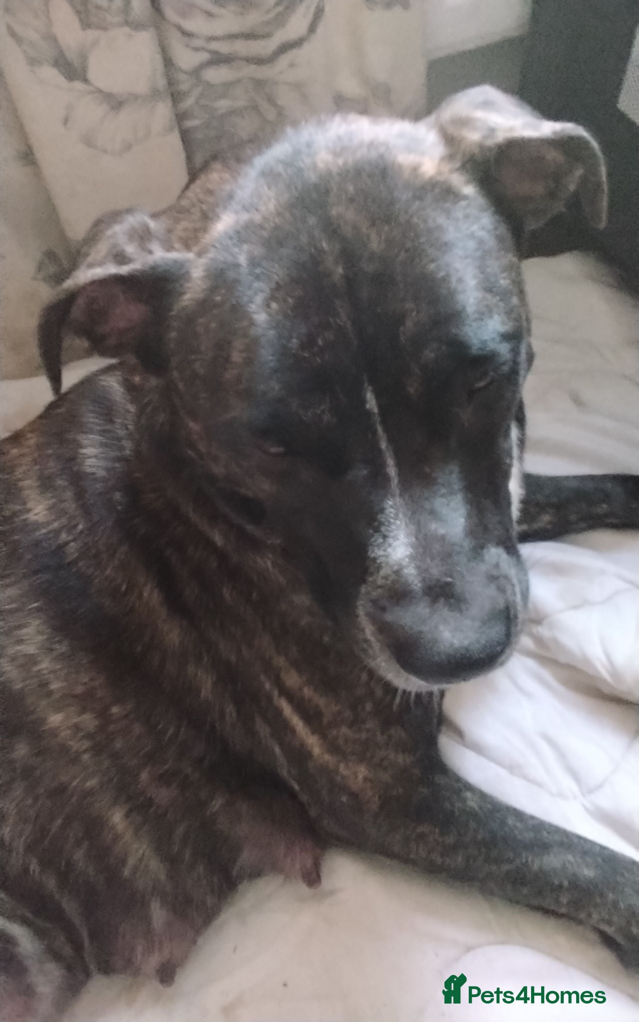 Mixed Breed dogs Cane Corso/Siberian husky puppies  - Advert 1