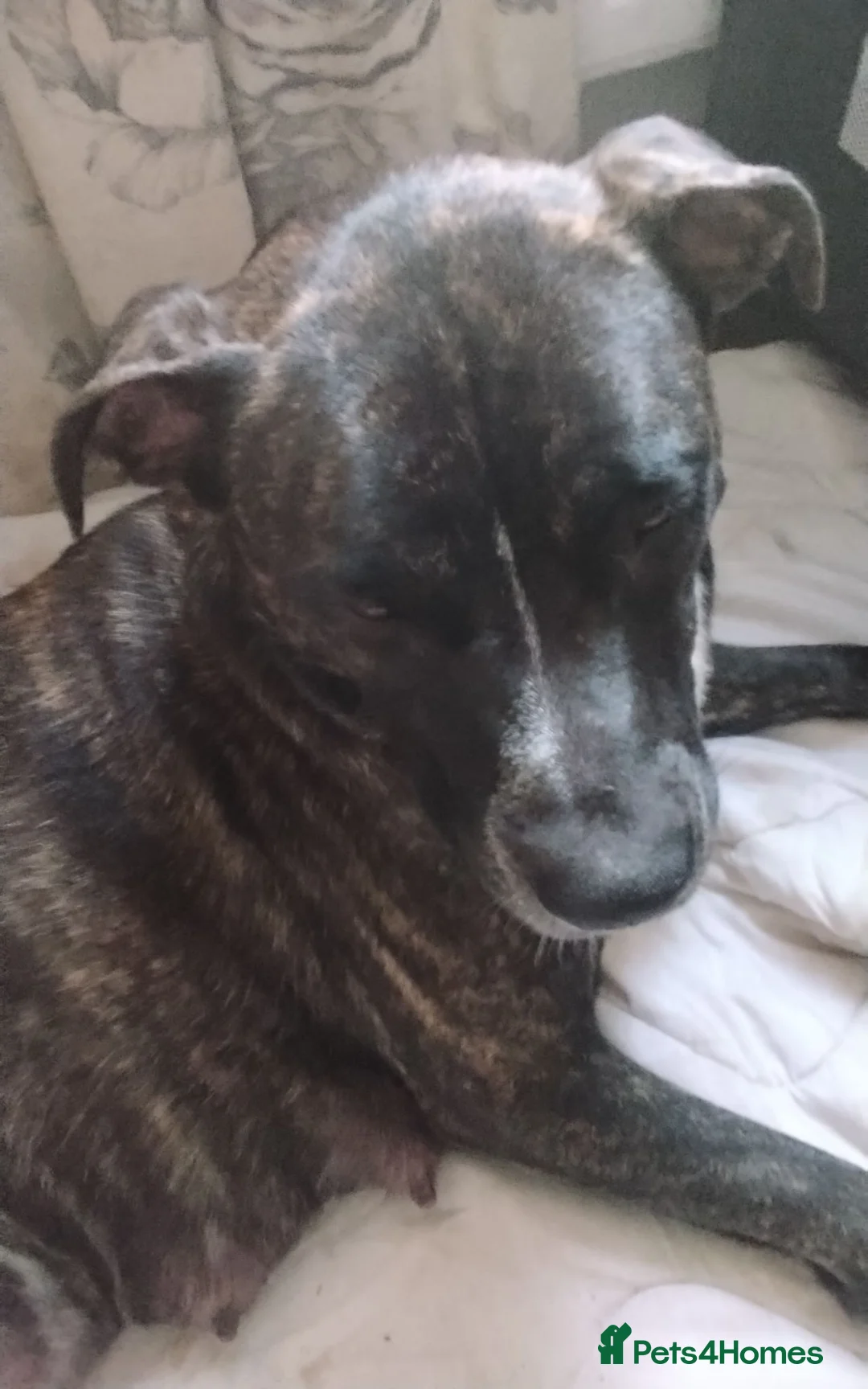 Mixed Breed dogs for sale: Cane Corso/Siberian husky puppies  in Blyth - Advert 1