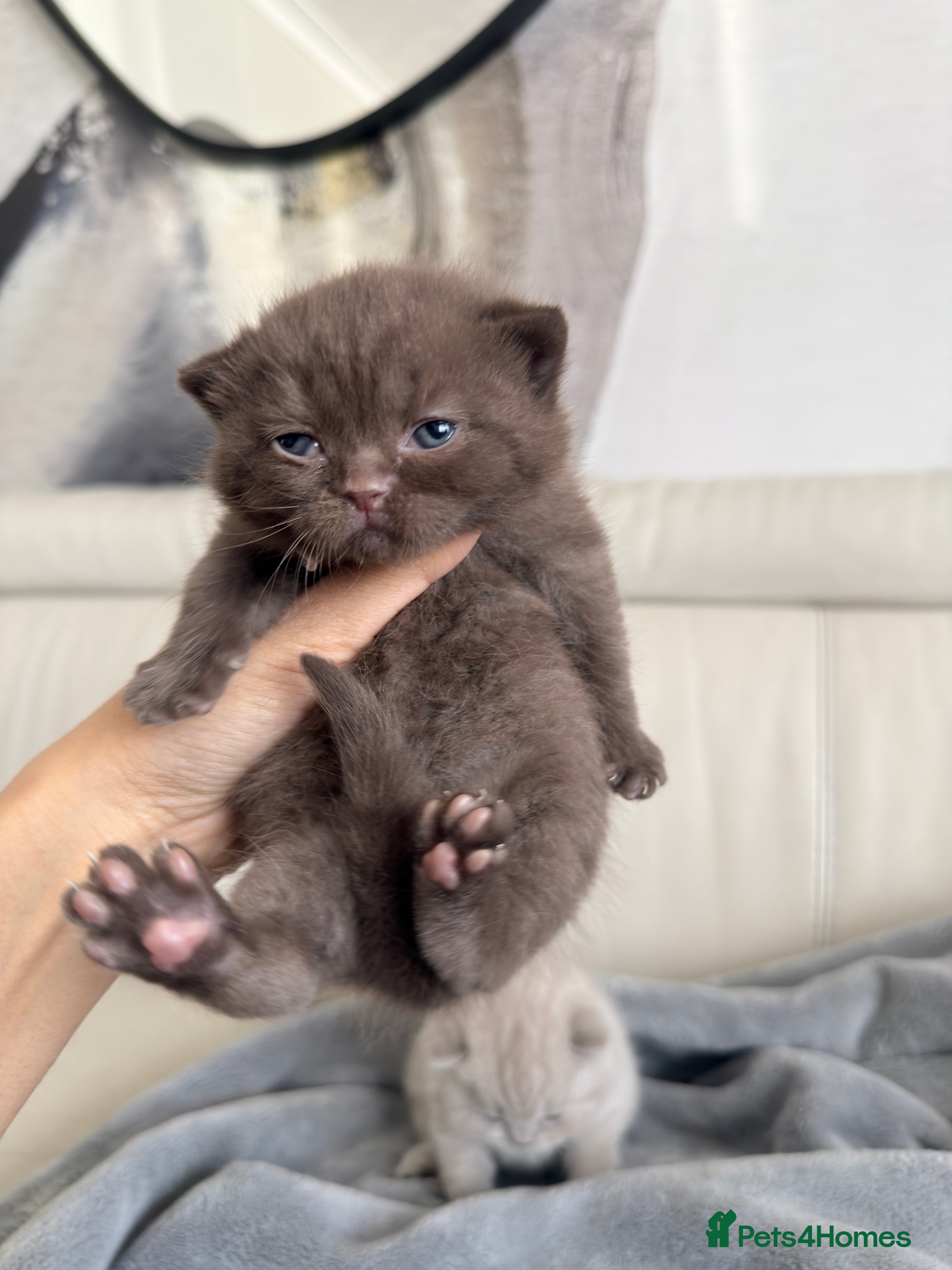 British Shorthair cats for sale: Cute British Shorthair Kittens – Pet Homes Only 💛 - Advert 11