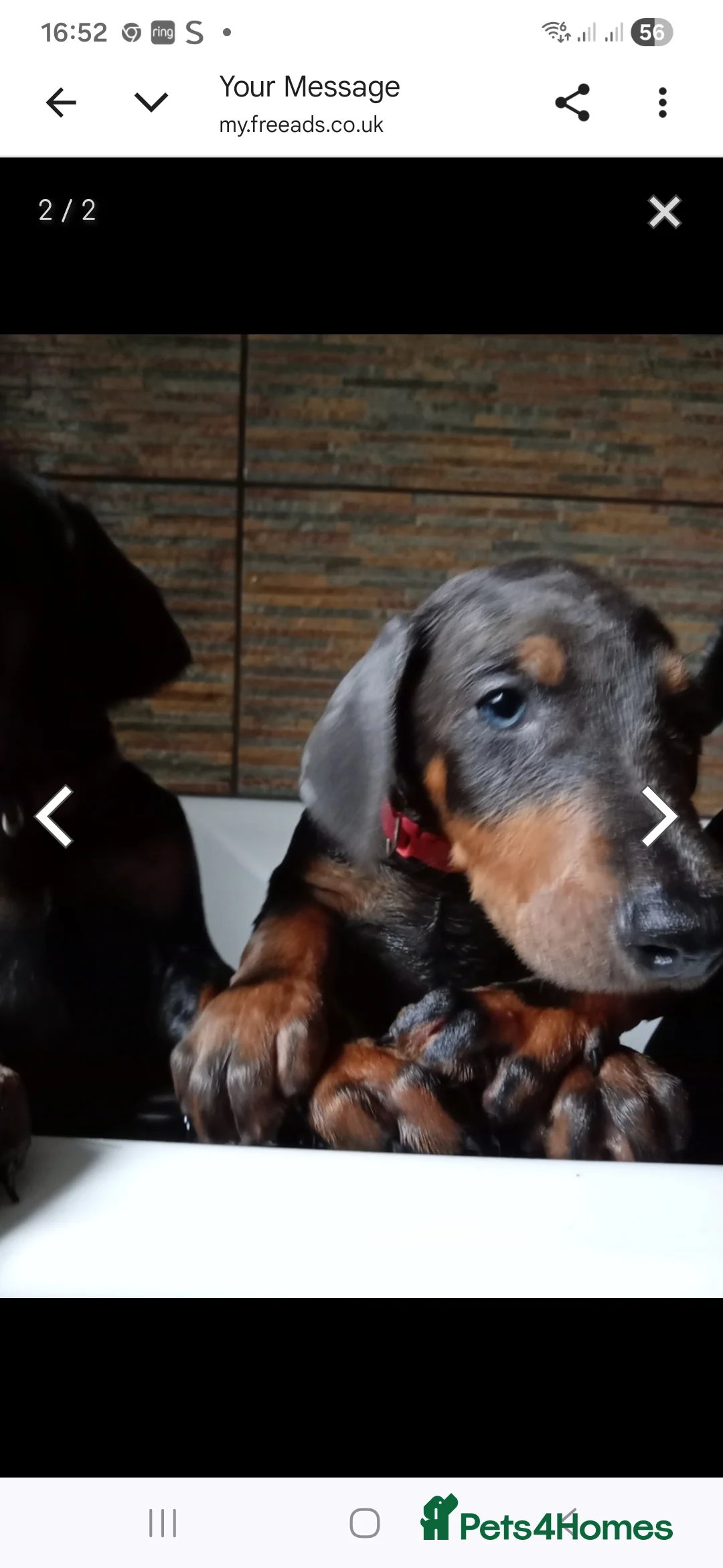 Dobermann dogs for sale: Doberman pup - Advert 6