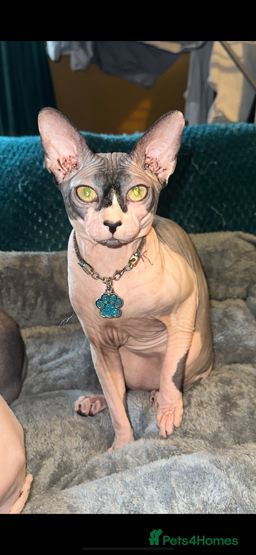 Sphynx cats for sale: Male Sphynx – Sidrick – 1½ Years Old - Advert 9
