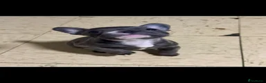 French Bulldog 3