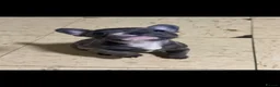 French Bulldog dogs for sale: 3 Beautiful French Bulldog Males  - Advert 9