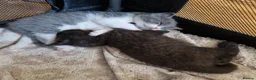 British Shorthair cats for sale: Beautiful blue little girl  - Advert 26