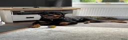 Rottweiler dogs for sale: Loving Rottweiler  - Advert 5