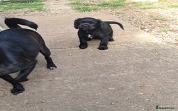 Mixed Breed dogs for sale: Beautiful litter of spaniel Cross  - Image 6