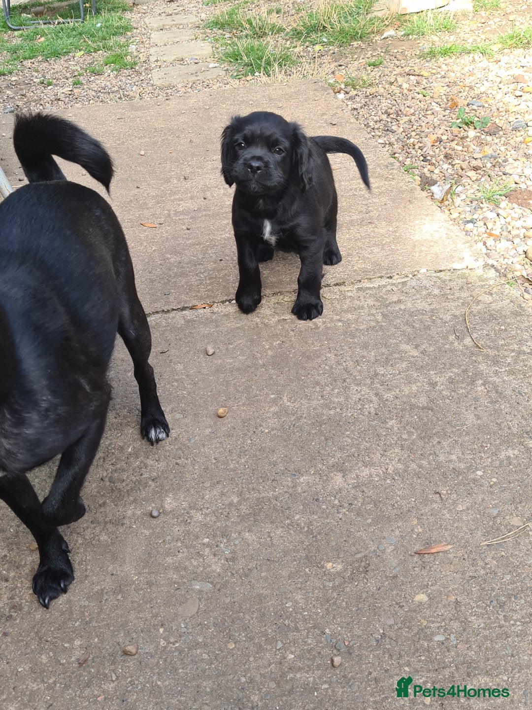 Mixed Breed dogs for sale: Beautiful litter of spaniel Cross  - Image 6