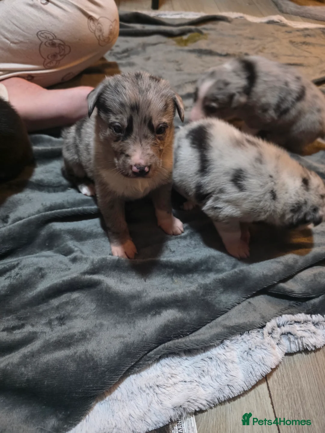 Mixed Breed dogs for sale: Gorgeous border collie cross puppies - Advert 9