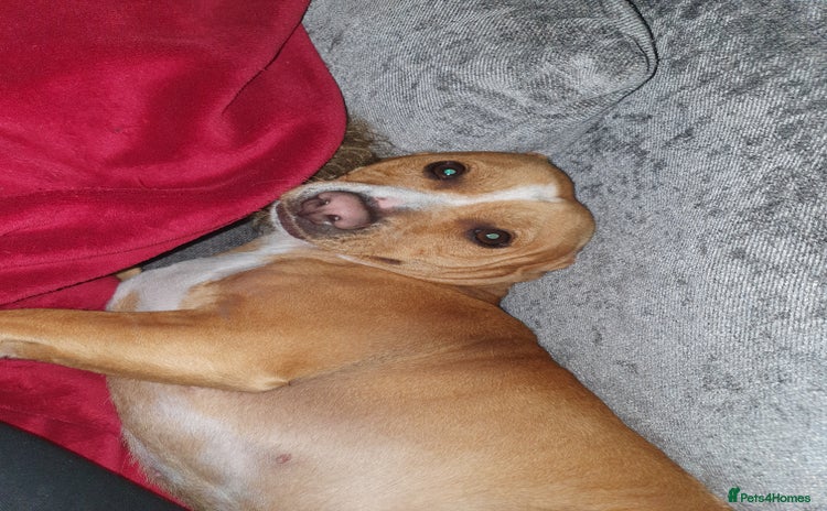 Staffordshire Bull Terrier dogs - Advert 1