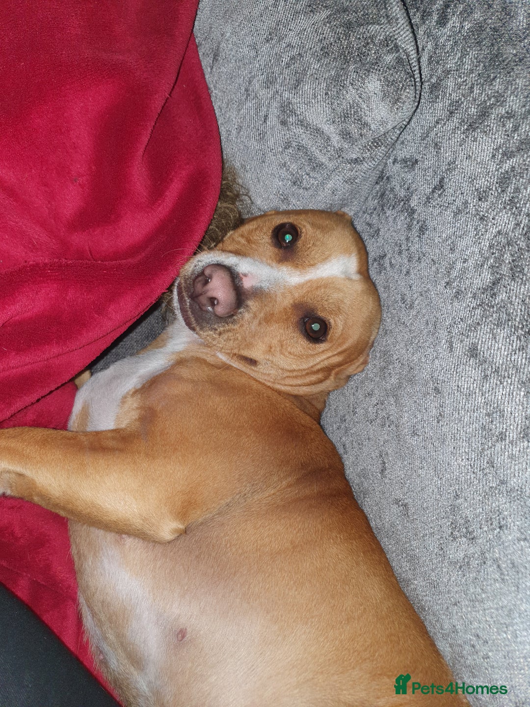 Staffordshire Bull Terrier dogs for sale: 5 year old Staffy  - Image 1