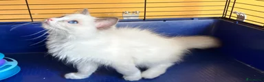 Ragdoll 1 - Bicolour girl