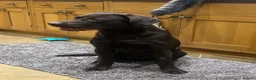 Labrador Retriever dogs for stud: WORKING LINE KC REG CHOCOLATE LAB FOR STUD - Advert 4