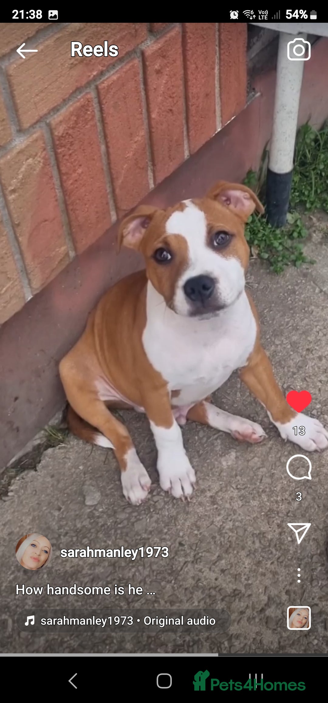 Staffordshire Bull Terrier dogs for sale: 🥨Amazing opportunity awaits.🥨 - Advert 4