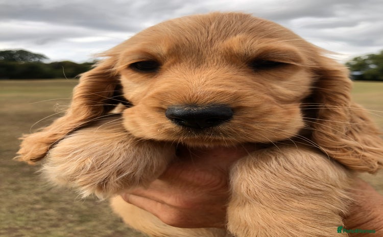 Cocker Spaniel dogs - Advert 3