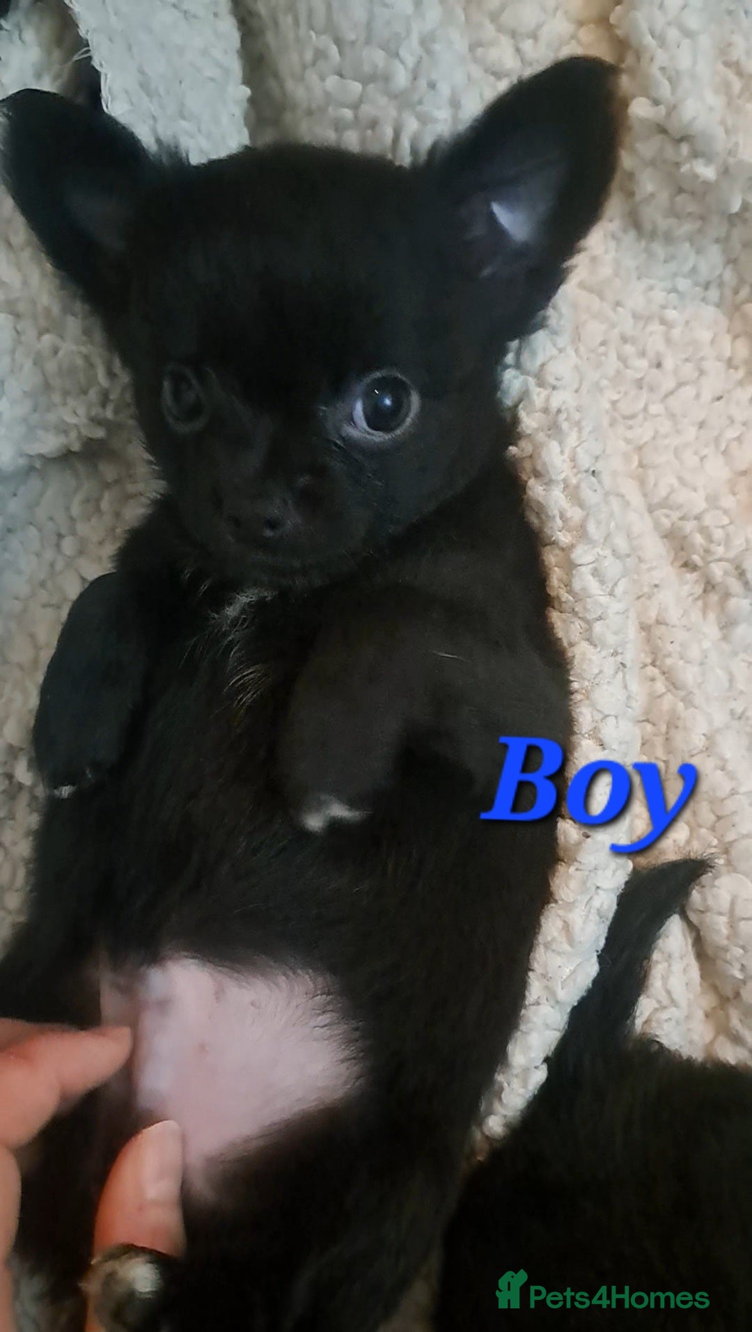 Chihuahua dogs Long Coat Chihuahua puppies for sale - Advert 15