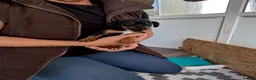 Mixed Breed dogs for sale: Surprise litter great family / working dogs in Swanley - Advert 7