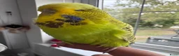 Budgerigars birds for sale: Super Tame Stunning Female Exhibition Budgie  - Advert 5