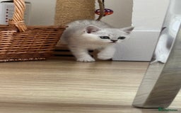 Scottish Fold cats for sale: Two Scottish Straight Boys  - Image 17