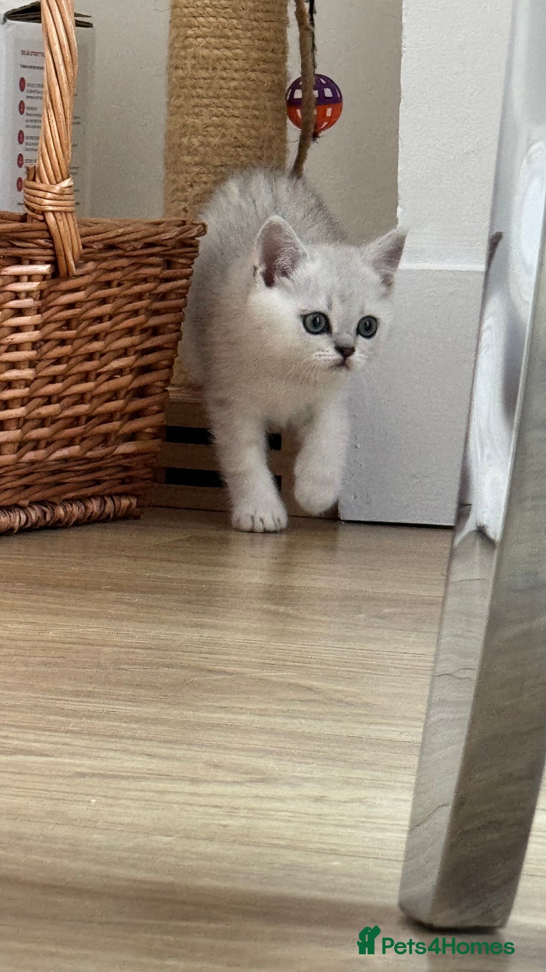 Scottish Fold cats for sale: Two Scottish Straight Boys  - Image 17