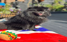 Pomeranian dogs for sale: Stunning young male Pomeranian  - Advert 5