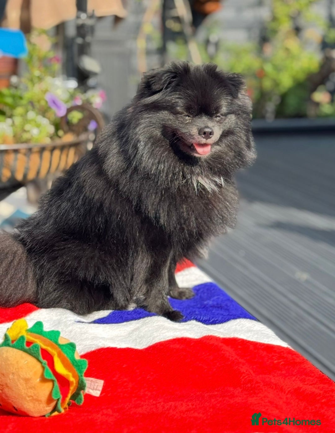 Pomeranian dogs for sale: Stunning young male Pomeranian  - Advert 5