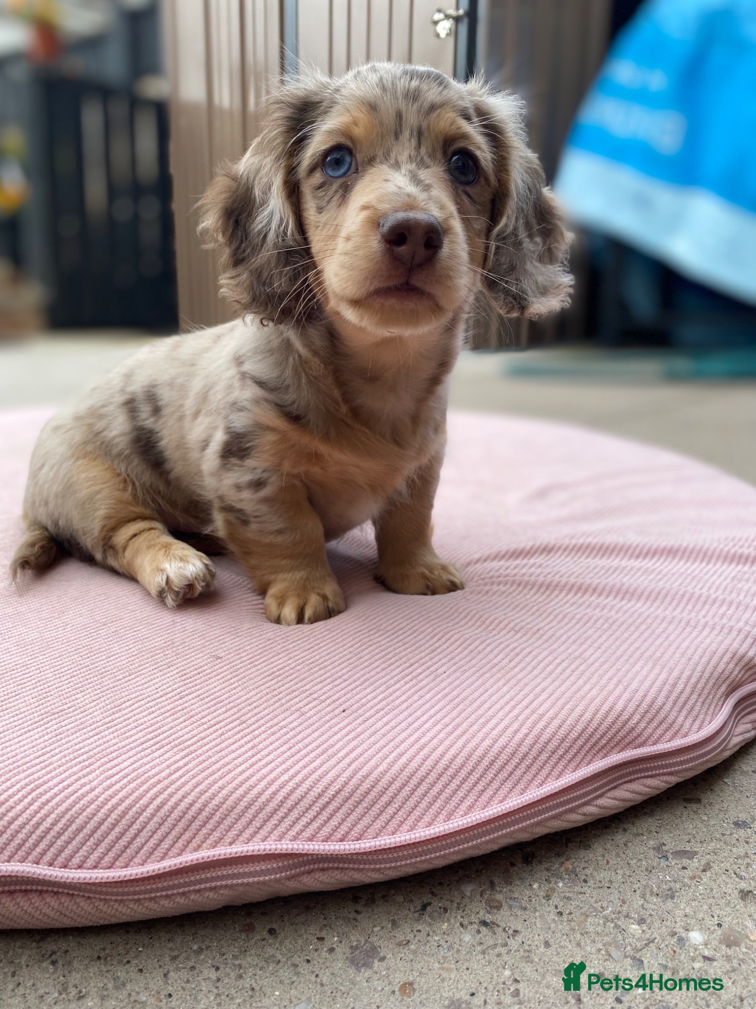 Miniature Dachshund dogs Miniature long haired dachunds  - Advert 1