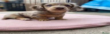 Miniature Dachshund 1