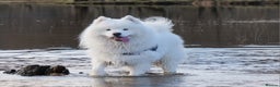 Samoyed dogs for stud: FULLY HEALTH TESTED KC Samoyed For Stud Champ Line - Advert 5