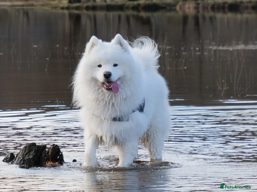 Samoyed dogs for stud: FULLY HEALTH TESTED KC Samoyed For Stud Champ Line - Advert 2