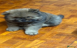 Chow Chow dogs for sale: Puppies looking for new home - Image 24