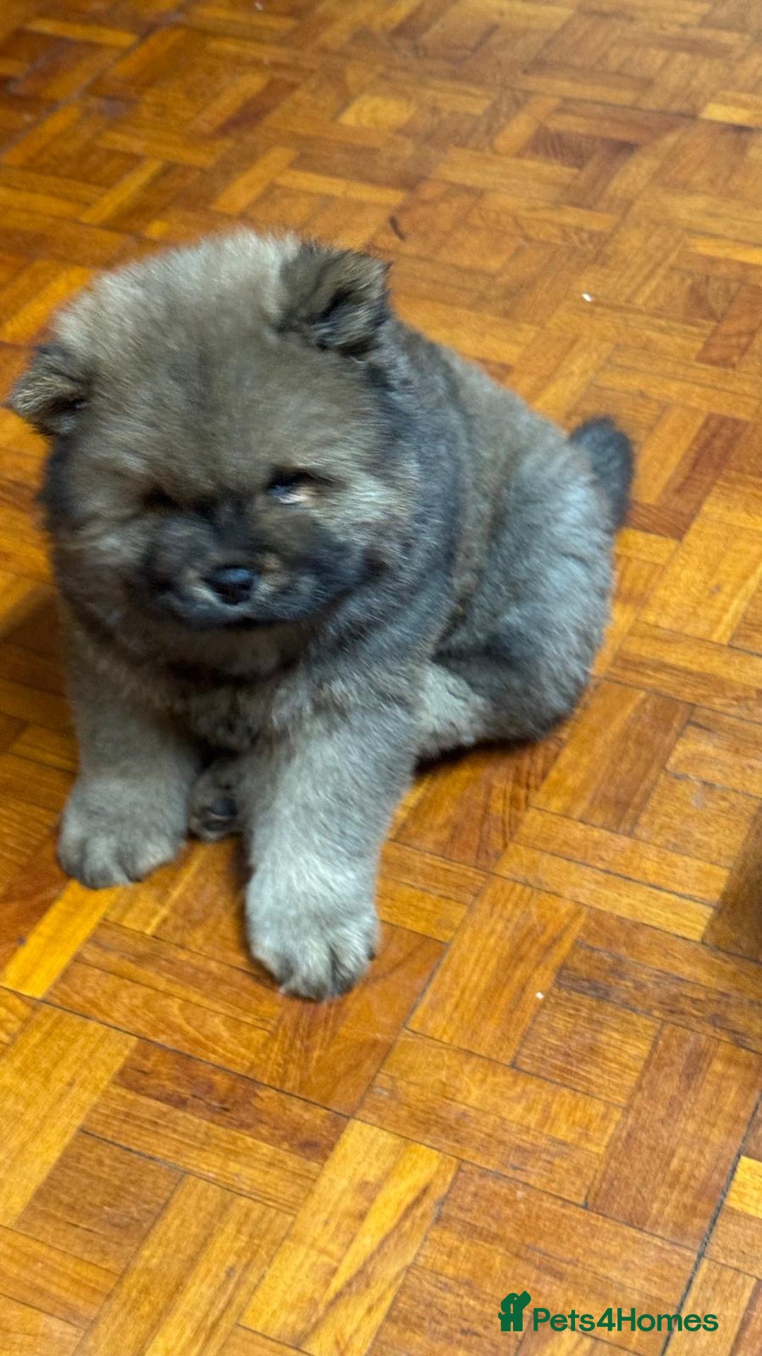 Chow Chow dogs for sale: Puppies looking for new home - Image 24