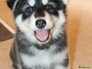 Northern Inuit dogs Health tested parents - Advert 5