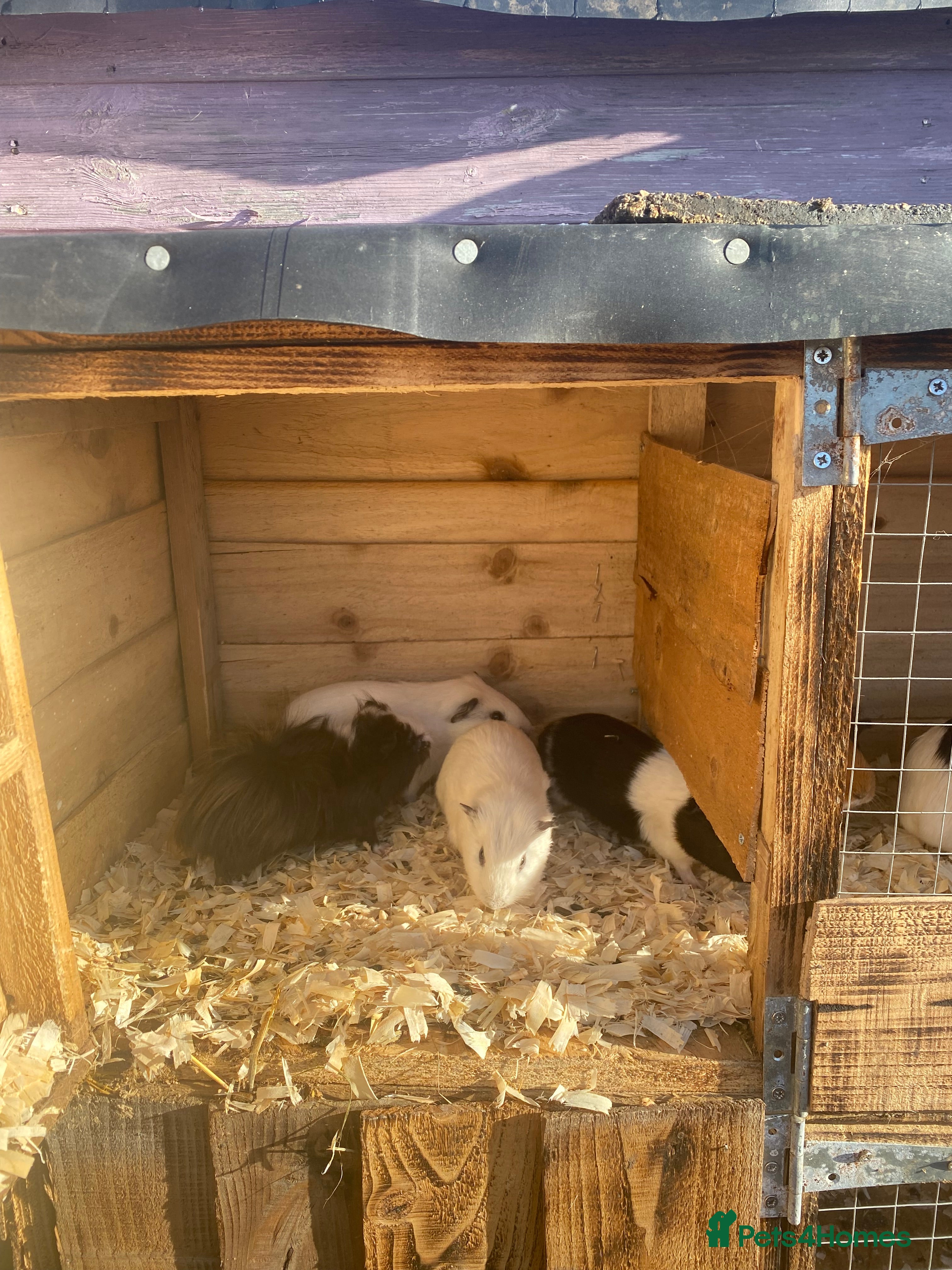 Guinea Pig rodents Lovely pigs for sale for sale good home please . - Advert 1