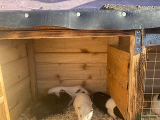 Guinea Pig rodents Lovely pigs for sale for sale good home please . - Advert 1