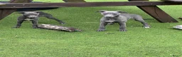 Whippet dogs for sale: Whippets  - Advert 8