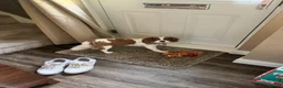 Cavalier King Charles Spaniel dogs for sale: Cavalier King Charles  in Nottingham - Advert 4