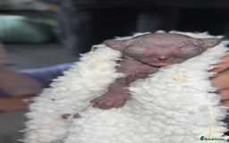 Sphynx cats for sale: Canadian Sphyx kittens - Image 8