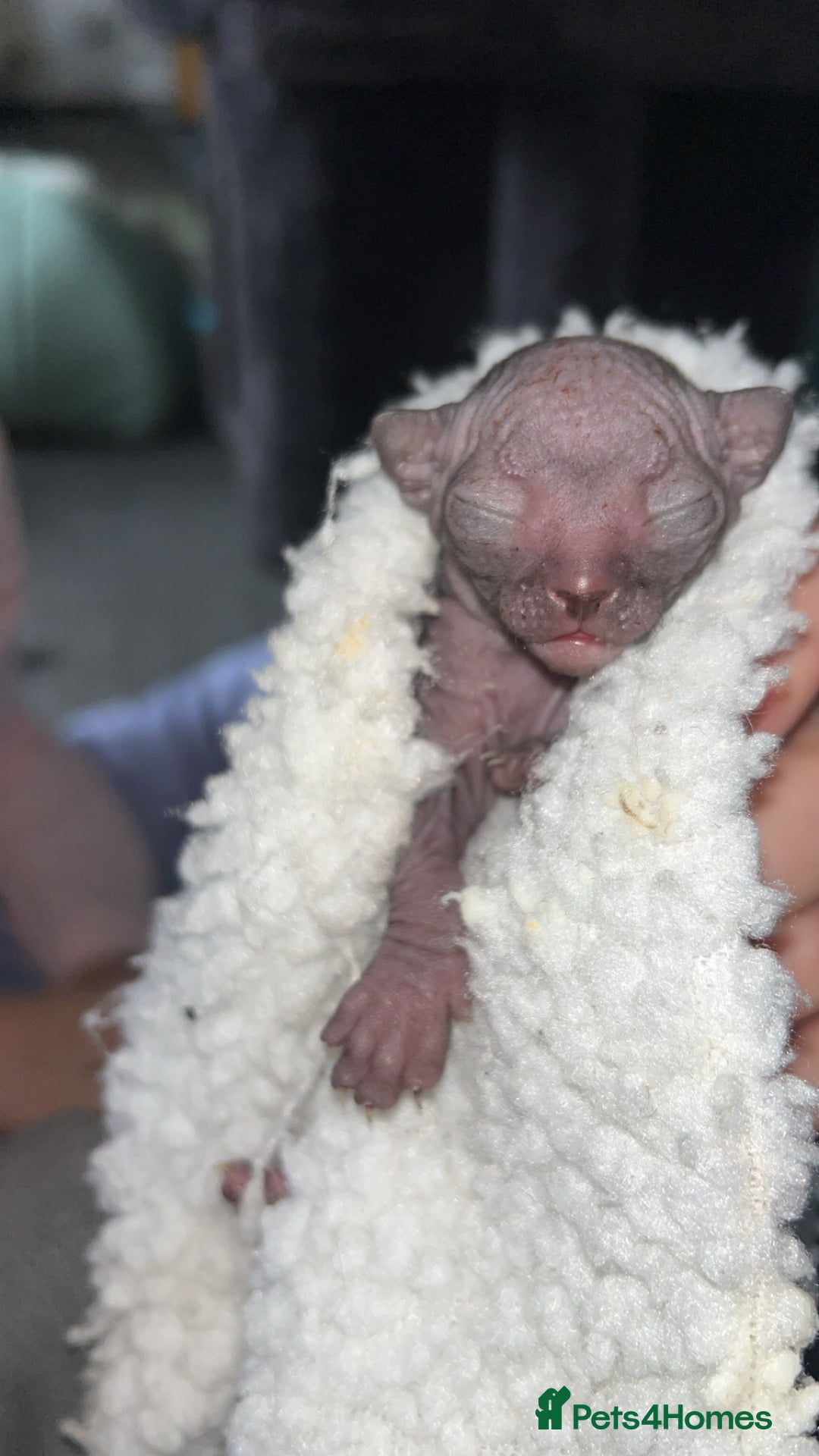 Sphynx cats for sale: Canadian Sphyx kittens - Image 8