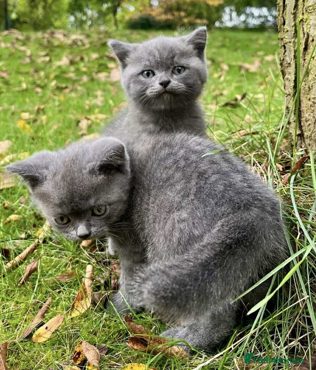 British Shorthair cats for sale: Beautiful British short hair kittens, - Image 2