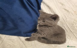Russian Blue cats for sale: 6 pure grey kittens  - Image 5