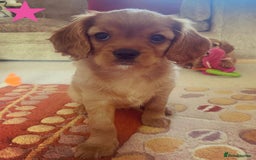 Cavapoo dogs for sale: Beautiful Cavapoo Puppies  - Image 30