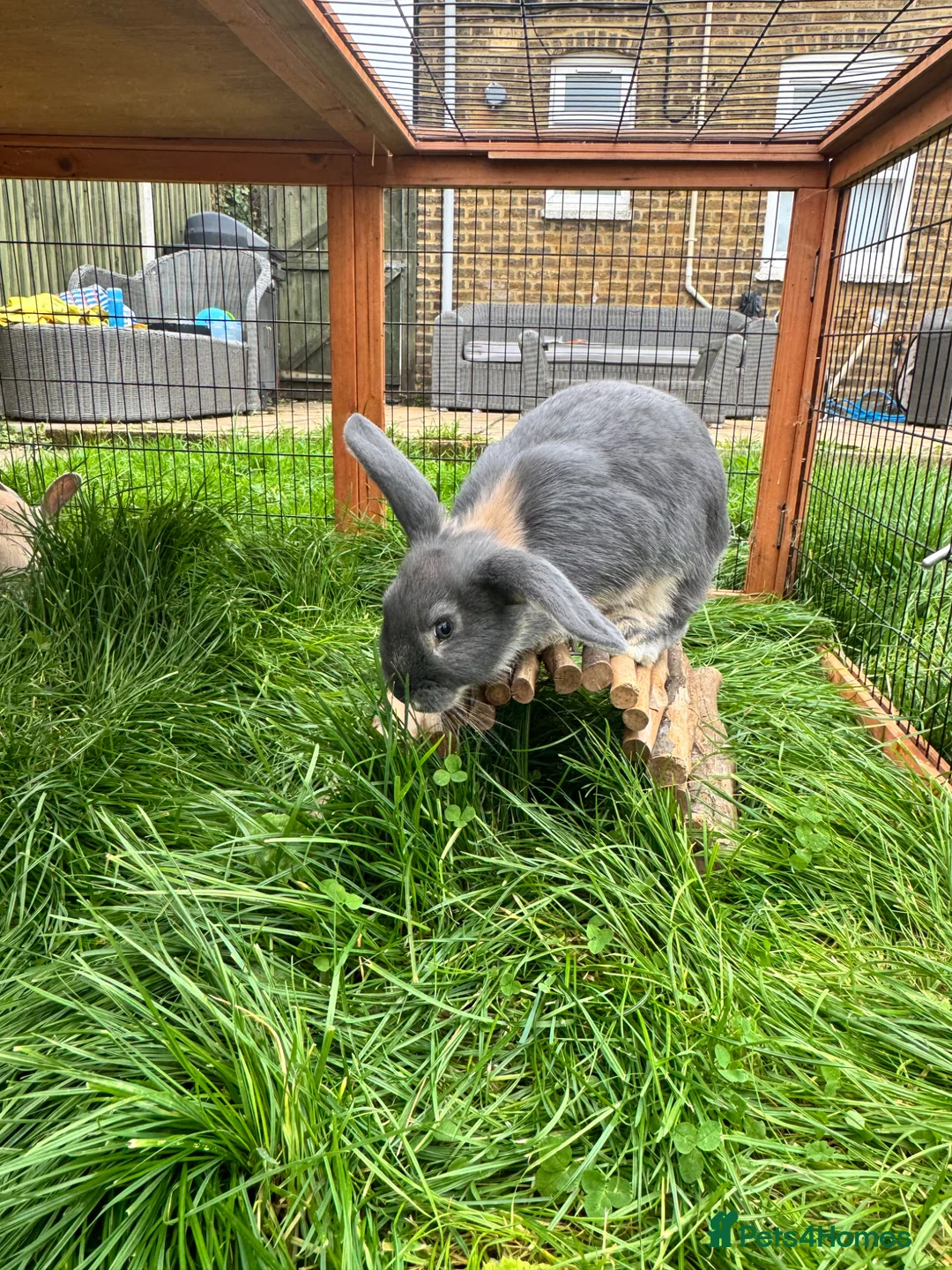 English Lop rabbits for sale: 2 English lop bunnies  - Advert 7