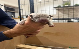 Mastiff dogs for sale: Neapolitan Mix - Image 12