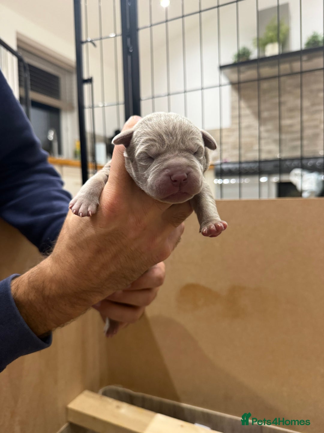 Mastiff dogs for sale: Neapolitan Mix - Image 12