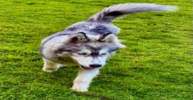 Siberian Husky dogs - Advert 5