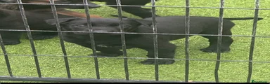 Belgian Shepherd Dog 4
