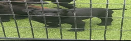 Belgian Shepherd Dog dogs for sale: Dutch Herder Puppies - Ready to Leave On Halloween - Advert 3