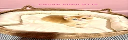 British Shorthair cats for sale: Premium Pedigree British Shorthair Golden Kittens - Advert 13