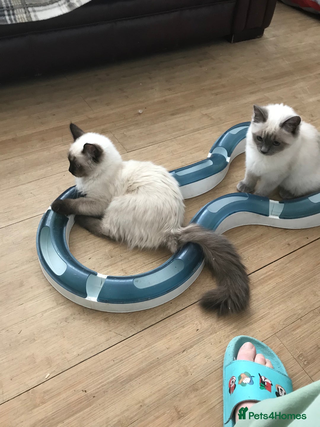 Ragdoll cats for sale: Seal point ragdoll girl GCCF registered  - Image 11