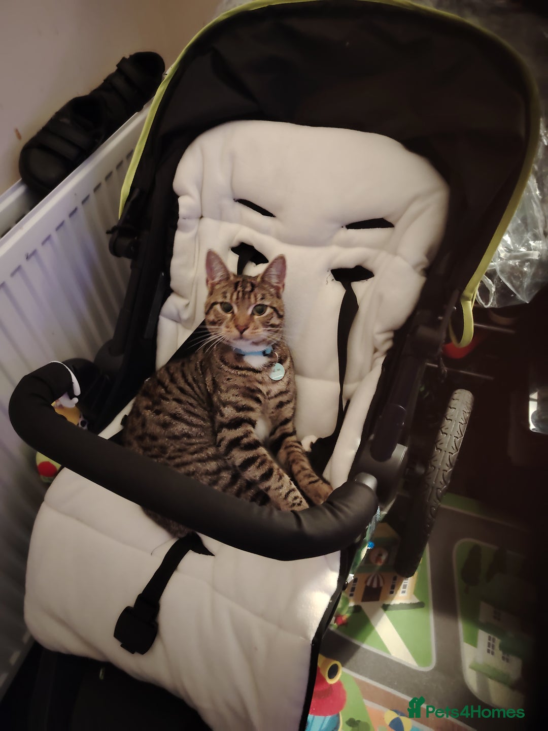 Mixed Breed cats for sale: Noah and Tigs 2 male cats mixed breed moggys - Image 4